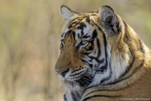 india tiger safari photo tour 2 1024x683