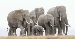 best photography tours safari 1024x533