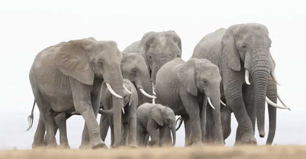 best photography tours safari 1024x533